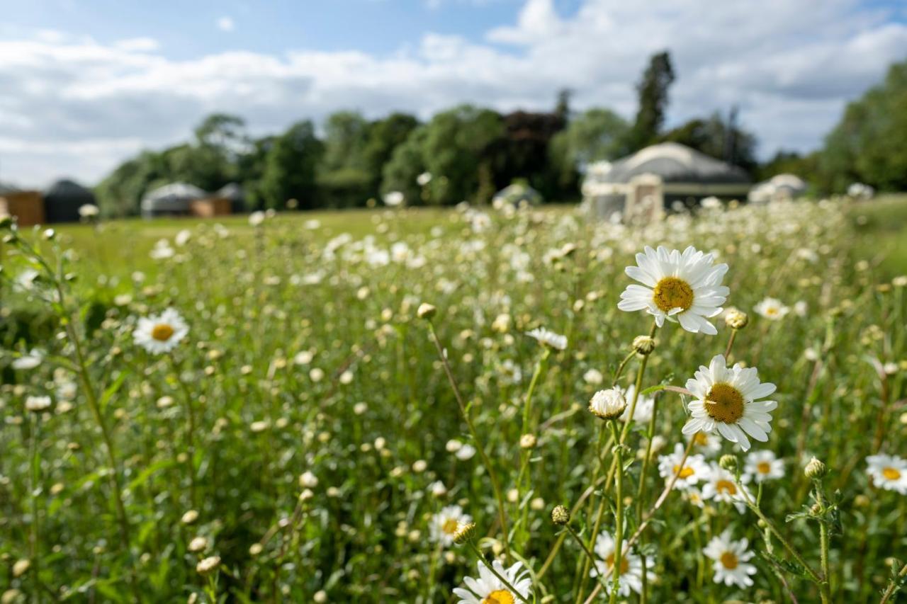 Wild Meadow, Lodge Farm, East Raynham Fakenham Exteriér fotografie